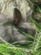 Prodám šedého lvíčka