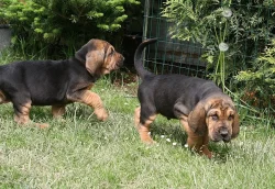 BLOODHOUND štenata