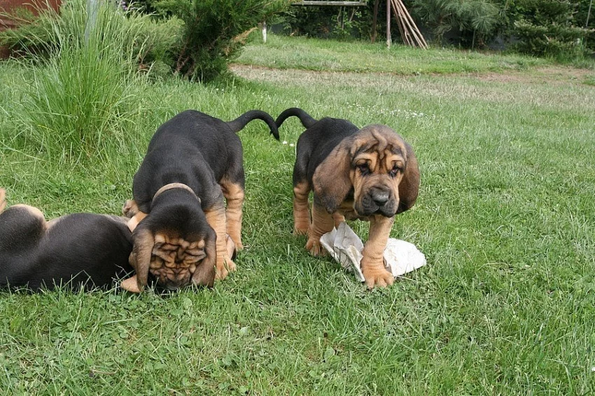 BLOODHOUND štenata