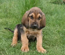 BLOODHOUND štenata