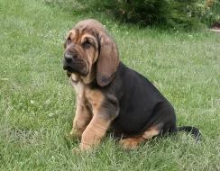 BLOODHOUND štenata