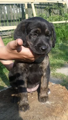 Fenka zdarma