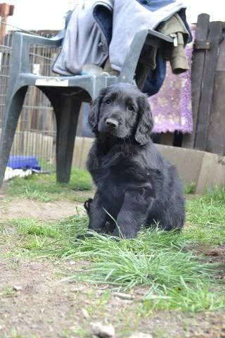 Flat coated retriever s PP - černý kluk