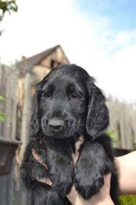 Flat coated retriever s PP - černý kluk