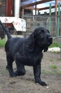 Flat coated retriever s PP - černý kluk