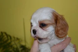 Kavalír king charles španěl - štěňata