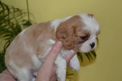 Kavalír king charles španěl - štěňata
