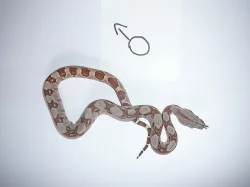 boa constrictor (Hroznýš Královsky)