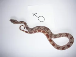 boa constrictor (Hroznýš Královsky)