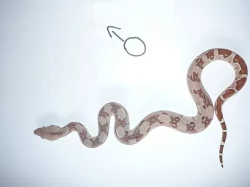 boa constrictor (Hroznýš Královsky)