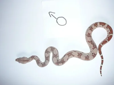 boa constrictor (Hroznýš Královsky)