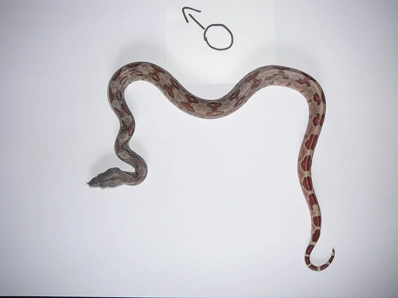 boa constrictor (Hroznýš Královsky)