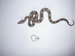 boa constrictor (Hroznýš Královsky)