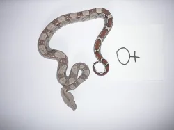 boa constrictor (Hroznýš Královsky)