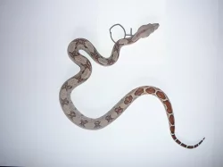 boa constrictor (Hroznýš Královsky)