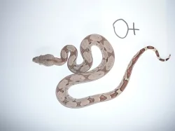 boa constrictor (Hroznýš Královsky)