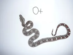 boa constrictor (Hroznýš Královsky)