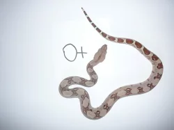 boa constrictor (Hroznýš Královsky)