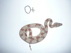 boa constrictor (Hroznýš Královsky)