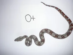boa constrictor (Hroznýš Královsky)