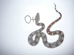 boa constrictor (Hroznýš Královsky)