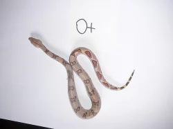boa constrictor (Hroznýš Královsky)