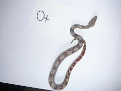 boa constrictor (Hroznýš Královsky)