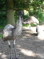 Pštros EMU