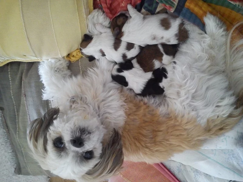 Štěňátka Shih-tzu