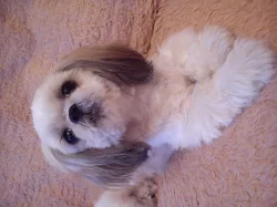 Štěňátka Shih-tzu