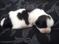 Štěňátka Shih-tzu