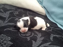Štěňátka Shih-tzu
