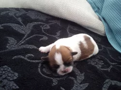 Štěňátka Shih-tzu