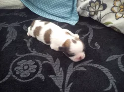 Štěňátka Shih-tzu