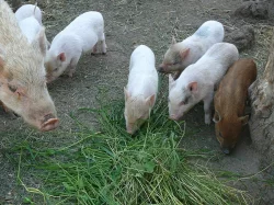 prodám selata - odběr ihned