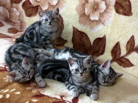 Britská mramorovaná koťata s PP - whiskas