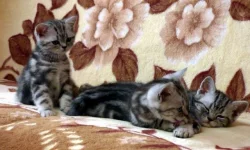 Britská mramorovaná koťata s PP - whiskas