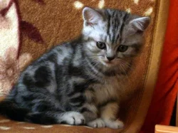 Britská mramorovaná koťata s PP - whiskas