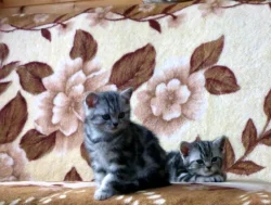 Britská mramorovaná koťata s PP - whiskas