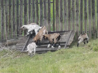 ZADAM KRASNA KUZLATKA