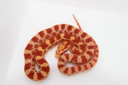 Užovka červená - Pantherophis guttatus