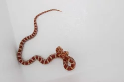 Užovka červená - Pantherophis guttatus