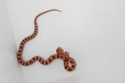Užovka červená - Pantherophis guttatus