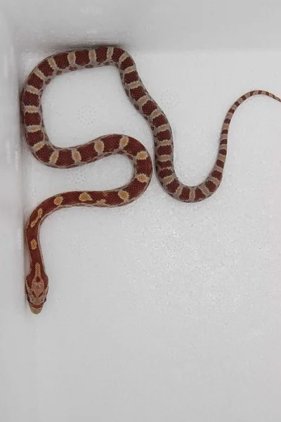 Užovka červená - Pantherophis guttatus