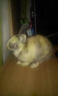 zakrsly kralik s kleci