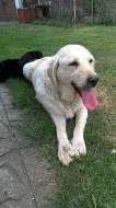 Černá štěňátka labradora