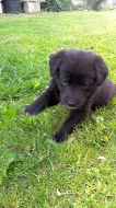 Černá štěňátka labradora