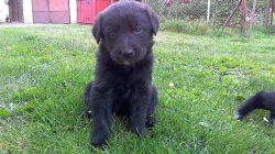Černá štěňátka labradora