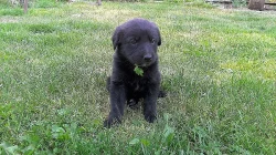 Černá štěňátka labradora