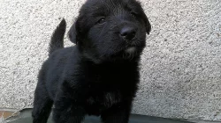 Černá štěňátka labradora